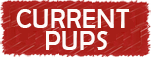Purebred Dobermann Puppies for sale