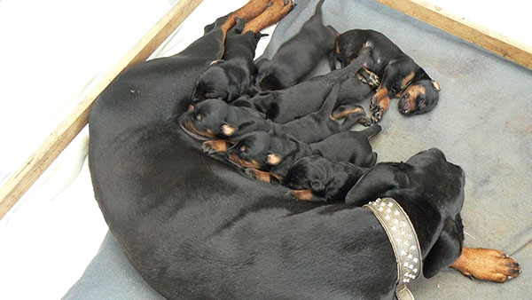 Pradadobes newborn purebred doberman puppies